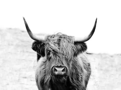 Keilrahmenbild SCOT HIGHLAND