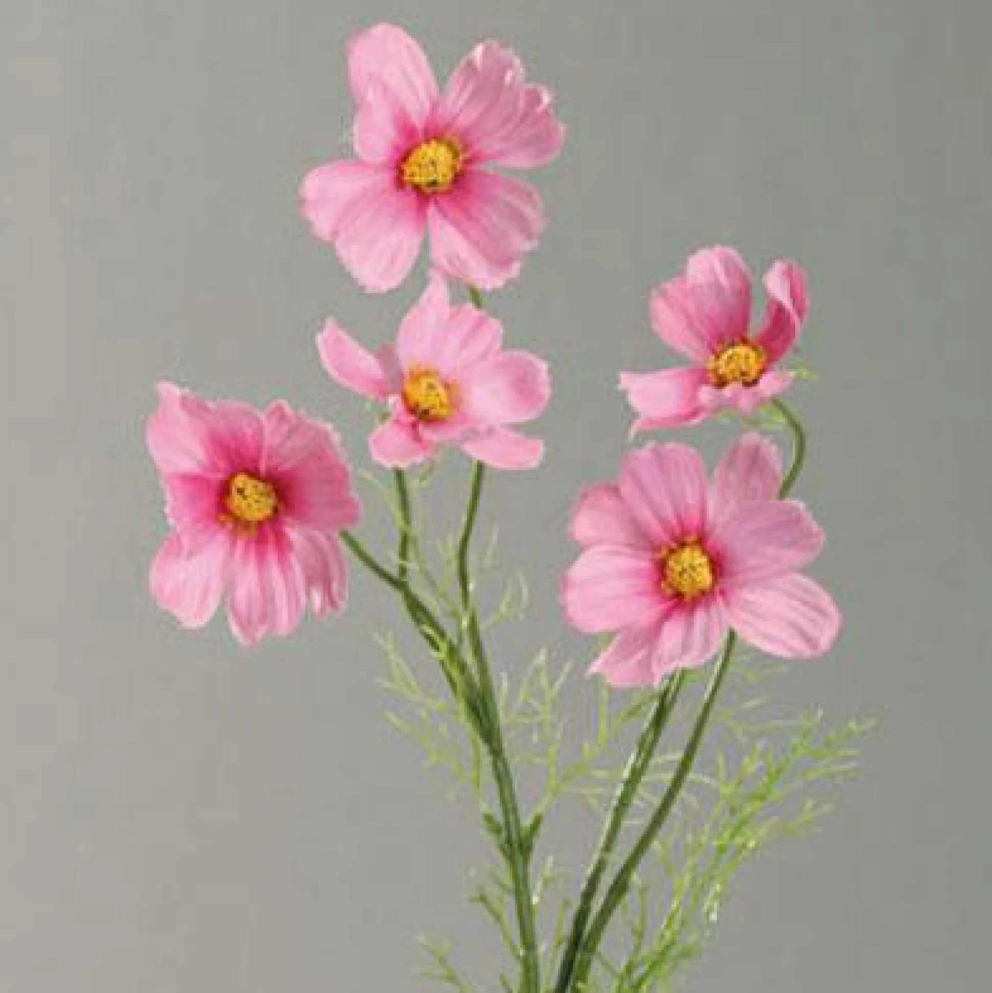Kunstblume COSMEA