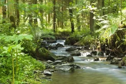 Leinwandbild FLUßLAUF IM WALD