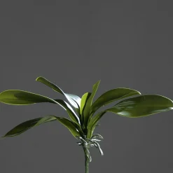 Orchideenblattpflanze grün