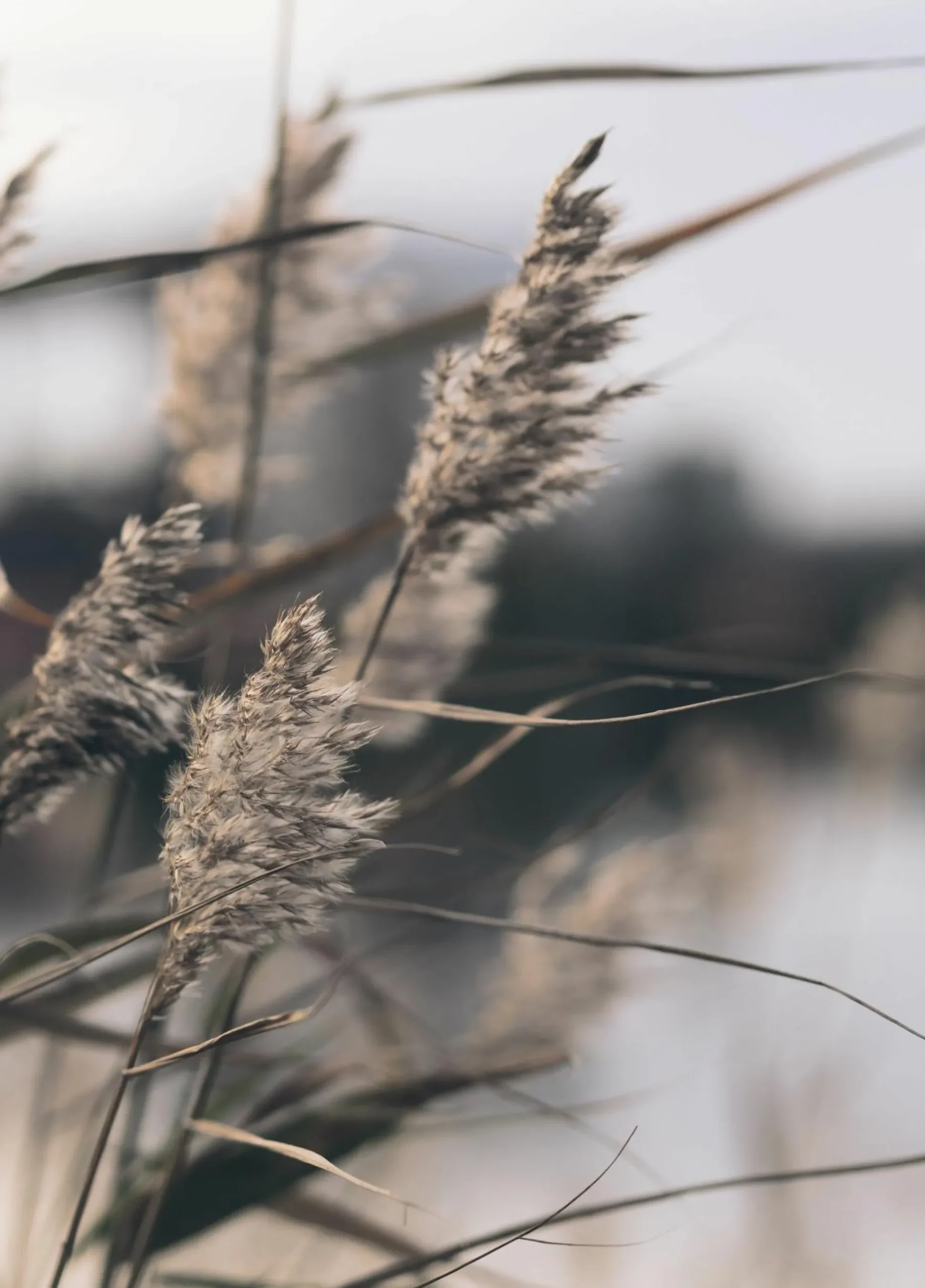 Posterboard MELLOW GRASSES 3