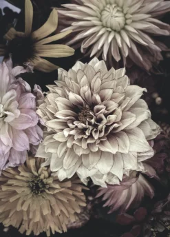 Posterboard OPLULENT 5