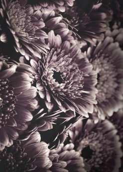 Posterboard OPULENT 4